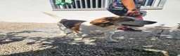 Beagle cani in regalo: Borgo: nonnino Beagle dolce e socievole  - Annuncio 9