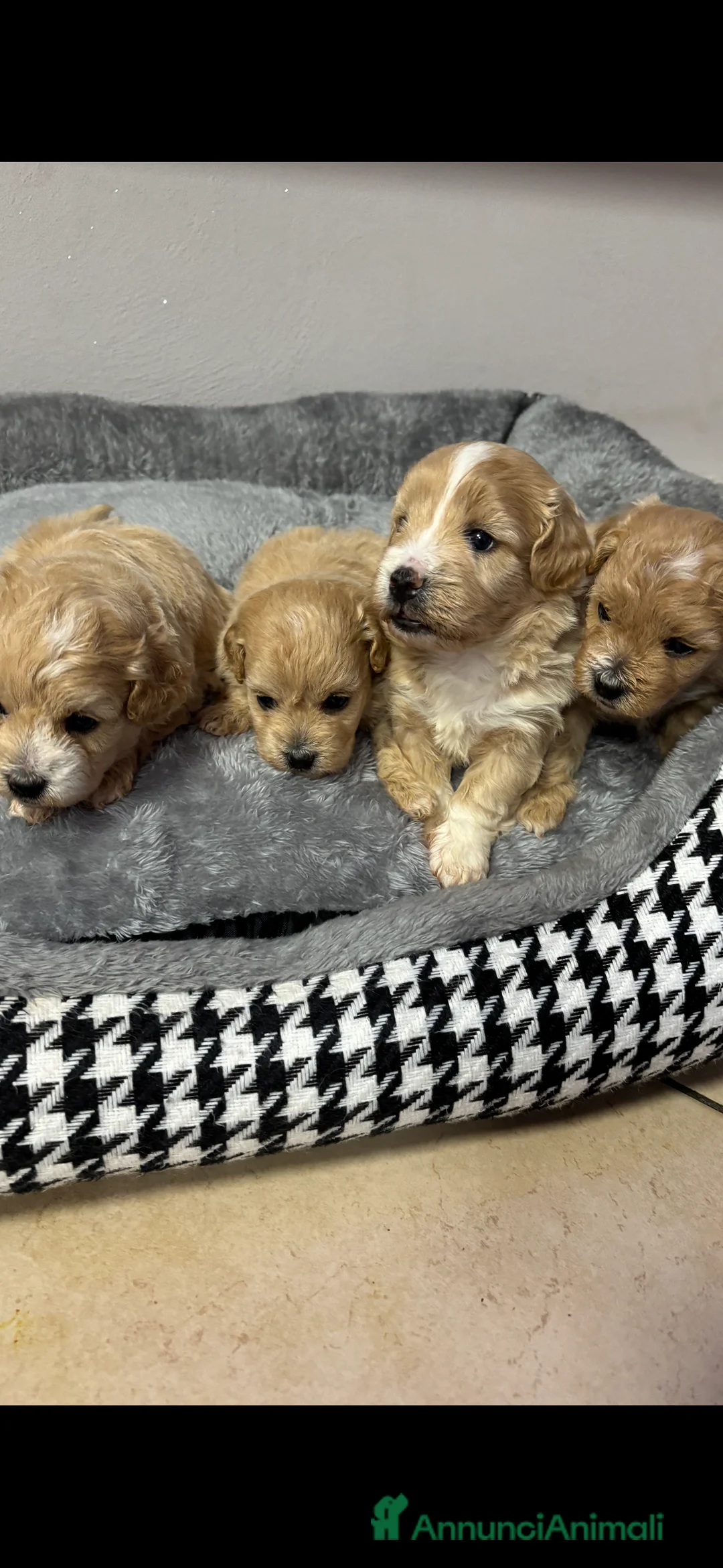 Maltipoo cani in vendita: Maltipo’toy  a Provincia di Forlì-Cesena - Annuncio 2