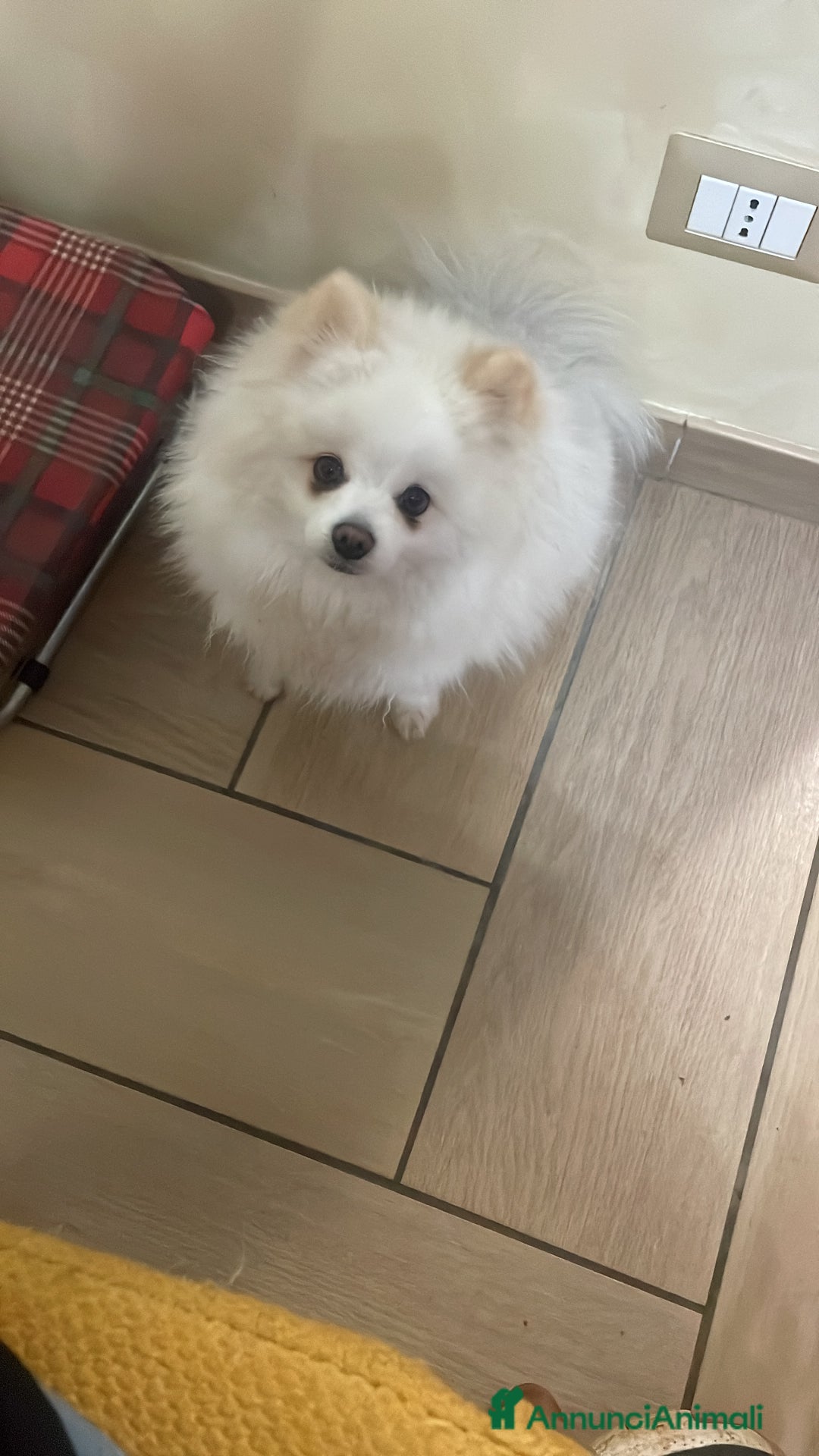 Volpino Pomerania cani in vendita: Volpino Pomerania  - Annuncio 7