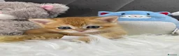 Scottish gatti in vendita: Gattini Scottish e British  - Annuncio 7
