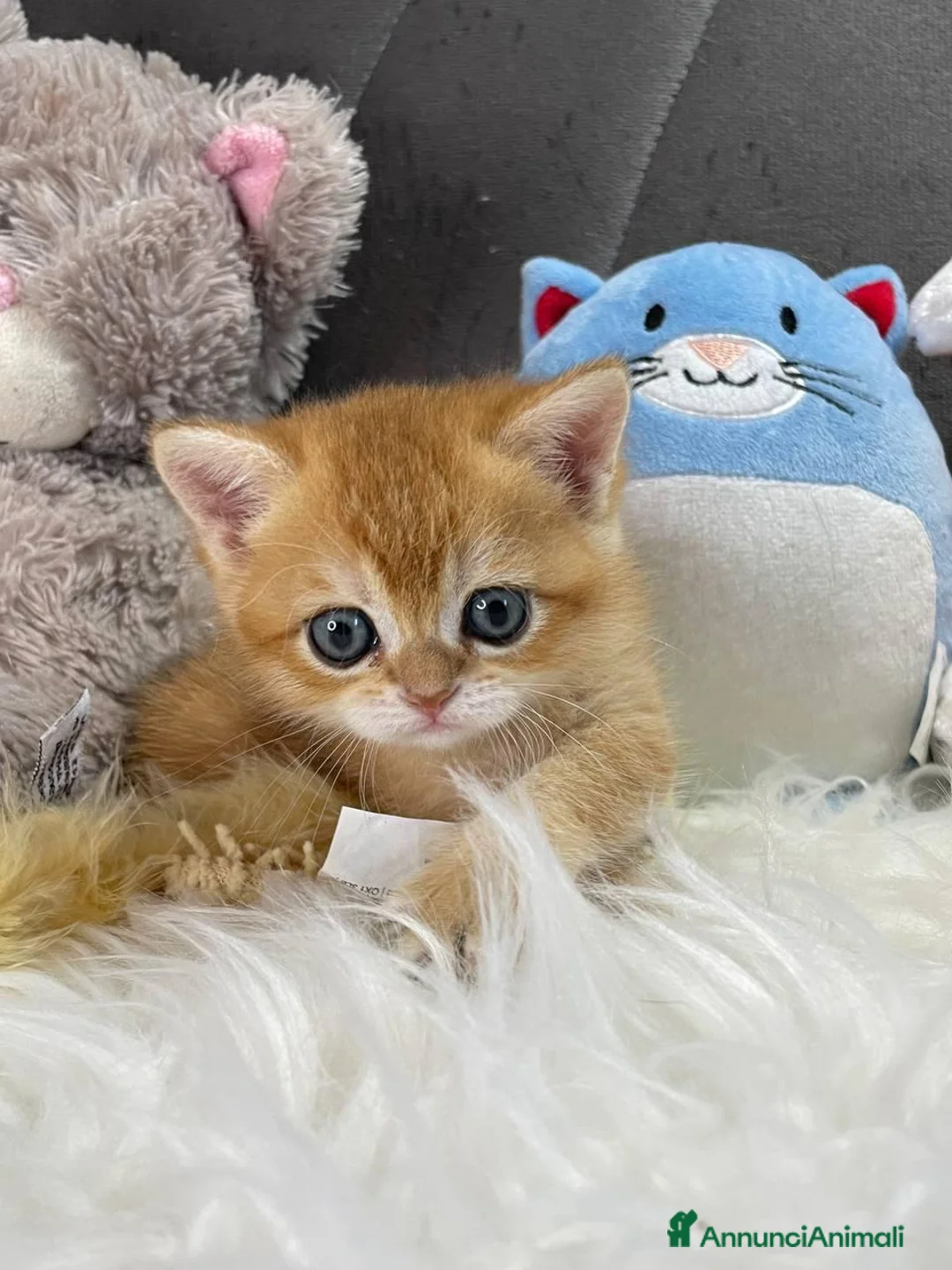 Scottish gatti in vendita: Gattini Scottish e British  - Annuncio 7