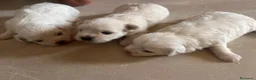 Maltese cani in vendita: Vendo maltesi - Annuncio 8