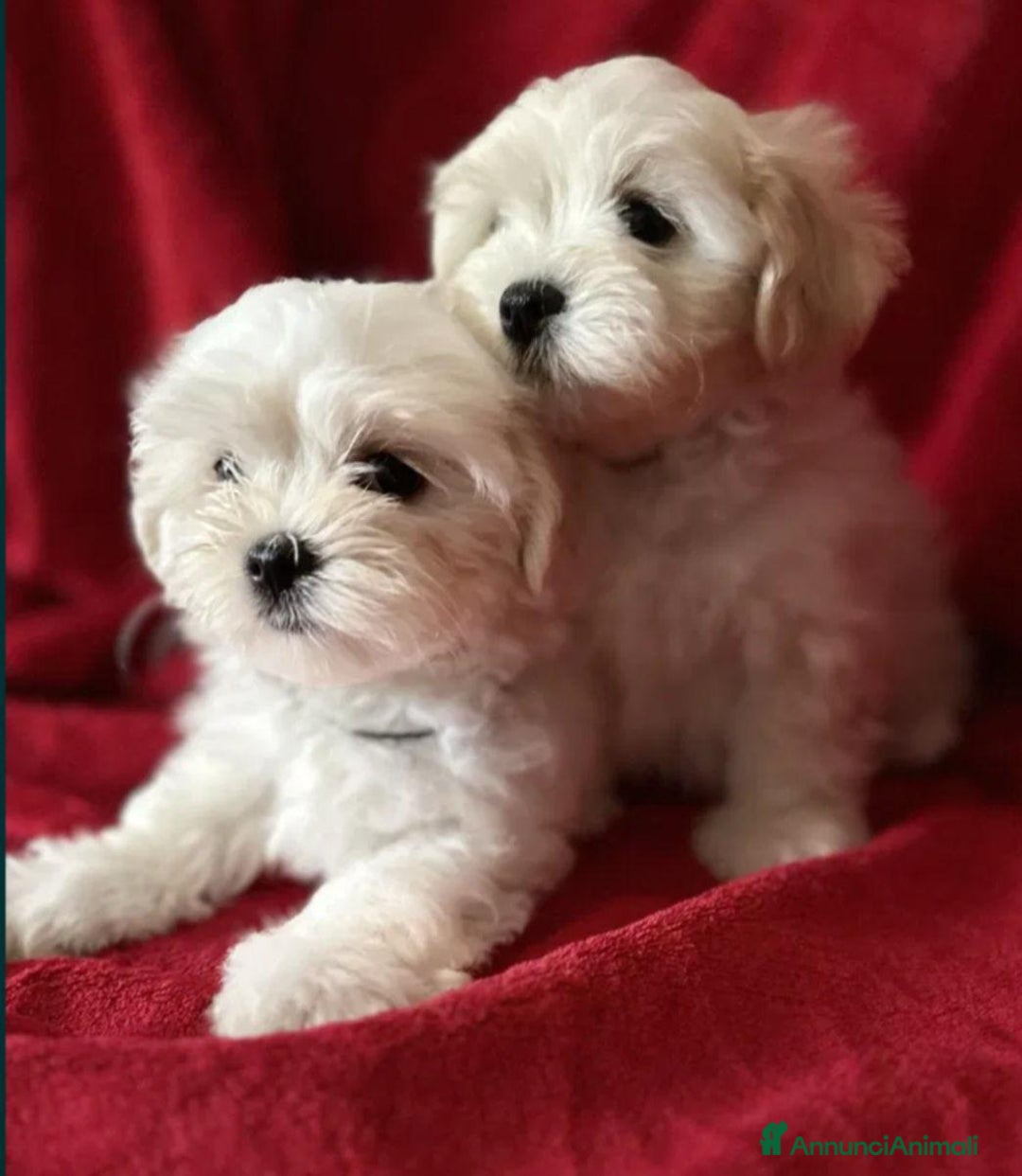 Maltese cani in vendita: Cuccioli di maltese  a Città metropolitana di Milano - Immagine 5