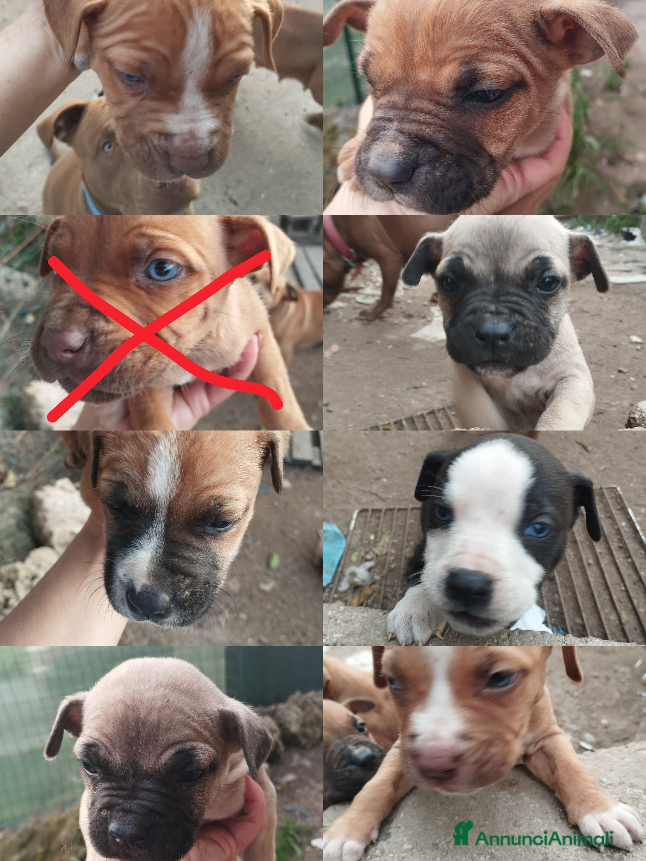 Pitbull cani Regalo cuccioli  - Annuncio 4