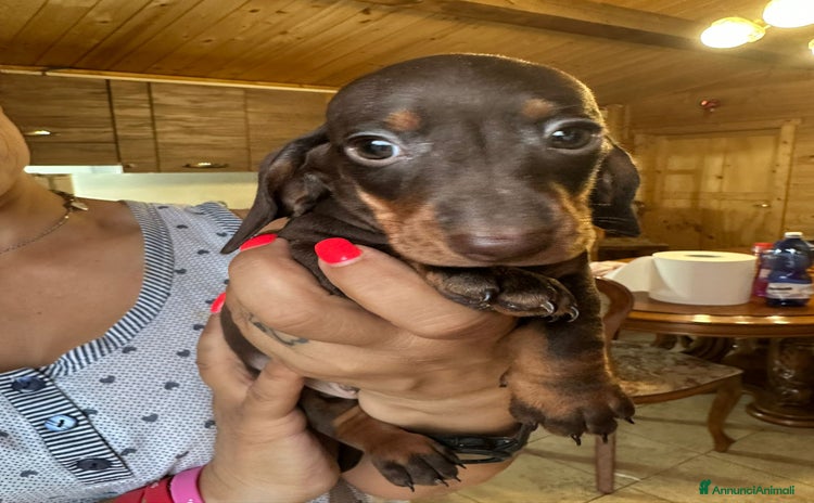Bassotto cani a Provincia di Viterbo - Annuncio 3
