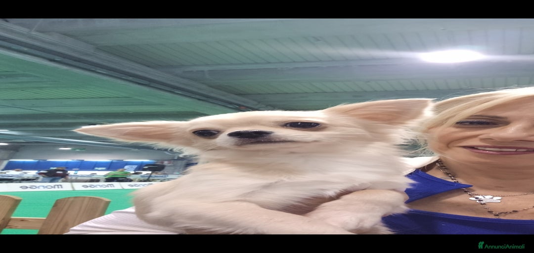 Immagine della galleria {{count}}