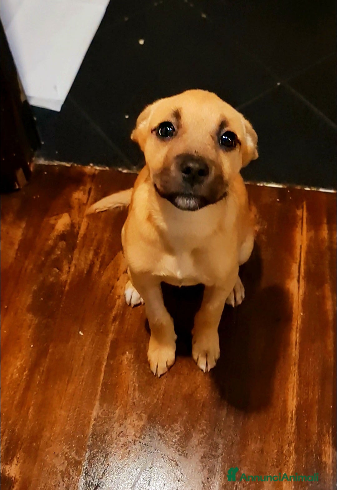 Pitbull cani Trilly cucciola tenerissima - Annuncio 2