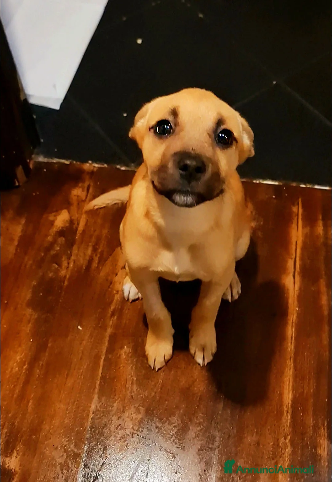 Pitbull cani in regalo: Trilly cucciola tenerissima - Annuncio 1