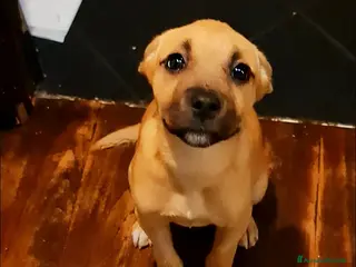 Pitbull cani Trilly cucciola tenerissima - Annuncio 2