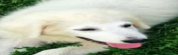 Pastore Abbruzzese Maremmano cani in vendita: Disponibili cuccioli di pastore maremmanoabruzzese - Annuncio 9