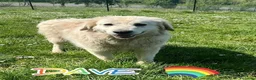 Meticcio cani in regalo: DAVE buono, mite, allegro a Provincia di Lucca - Annuncio 4