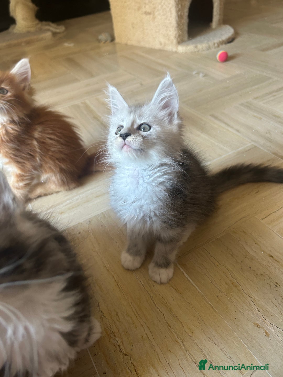 Maine Coon gatti in vendita: Maine Coon pedigree Anfi a Provincia di Modena - Immagine 32