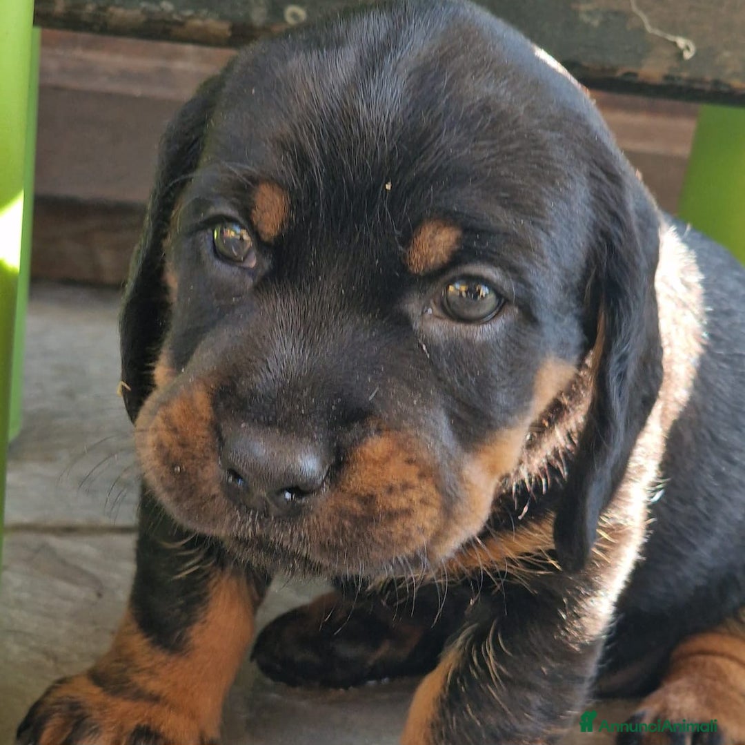 Alpenlaendische Dachsbracke cani in vendita: Cuccioli Alpenlaendische Dachsbracke Pedigree a Città Metropolitana di Torino - Immagine 2