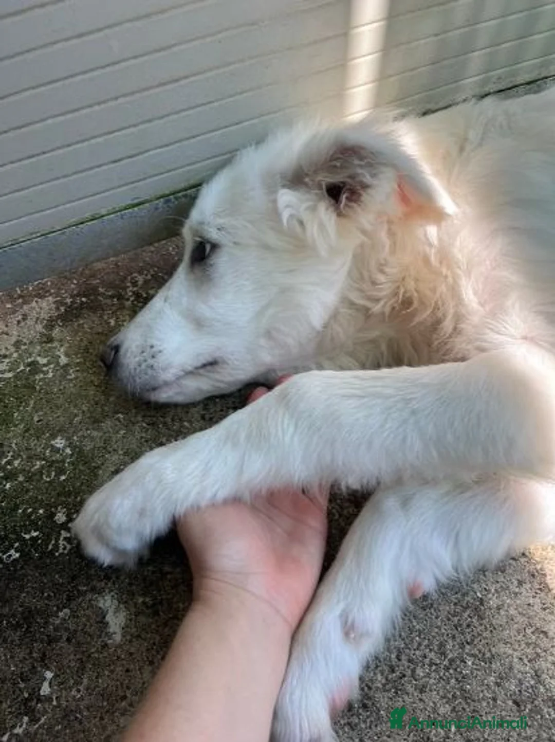 Meticcio cani in regalo: ALBA e ORLANDO meravigliosi cuccioli tg grande - Annuncio 2