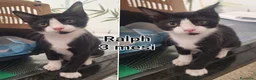 Altre razze gatti in regalo: GATTINI IN CERCA D'AMORE  a Città Metropolitana di Bologna - Annuncio 6