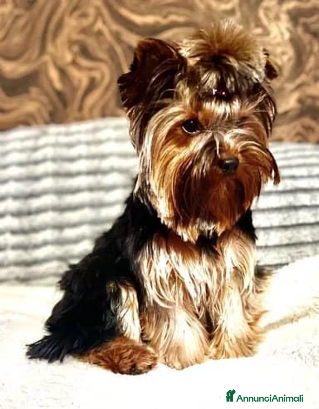 Yorkshire cani in vendita: Yorkshire Terrier  a Libero consorzio comunale di Agrigento - Annuncio 13