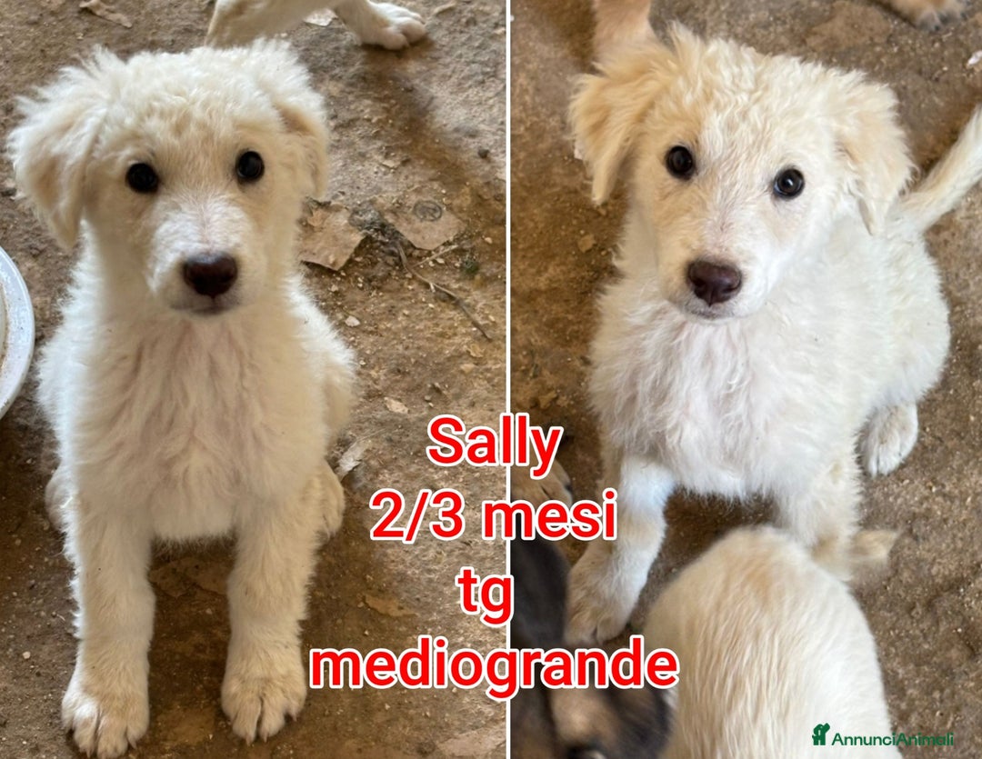 Meticcio cani in regalo: CUCCIOLI BISOGNOSI CERCANO AMORE  - Annuncio 4