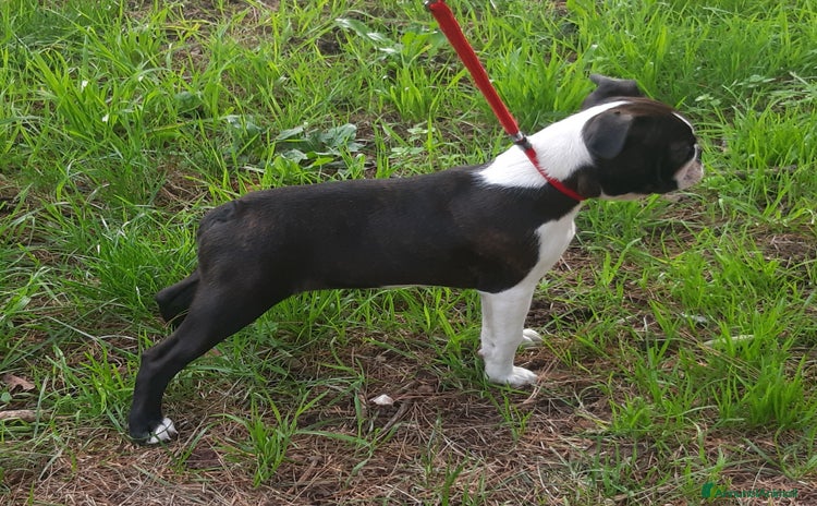 Boston Terrier cani - Annuncio 1