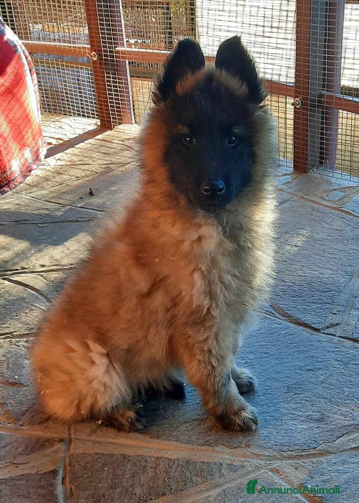 Pastore Belga cani Cucciolo Pastore Belga Tervueren - Annuncio 1