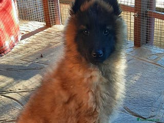 Pastore Belga cani Cucciolo Pastore Belga Tervueren - Annuncio 1
