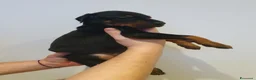 Dobermann cani in vendita: Cuccioli di Dobermann - Annuncio 16