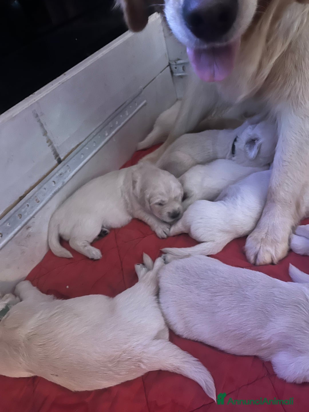Golden Retriever cani in vendita: Cuccioli di Golden Retriever con pedigree a Provincia di Potenza - Immagine 9