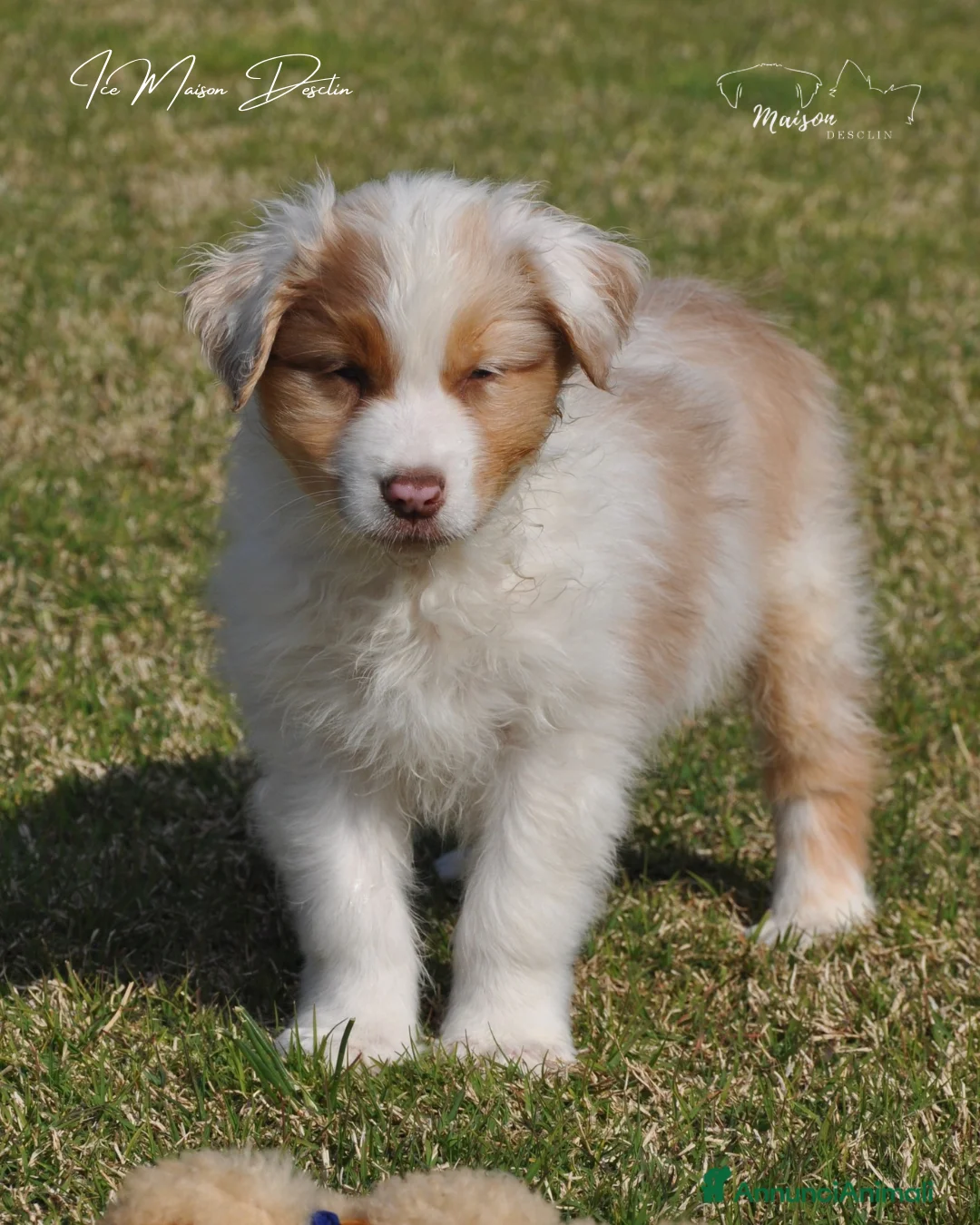 Australian Shepherd cani in vendita: Cuccioli pastore australiano  - Annuncio 7