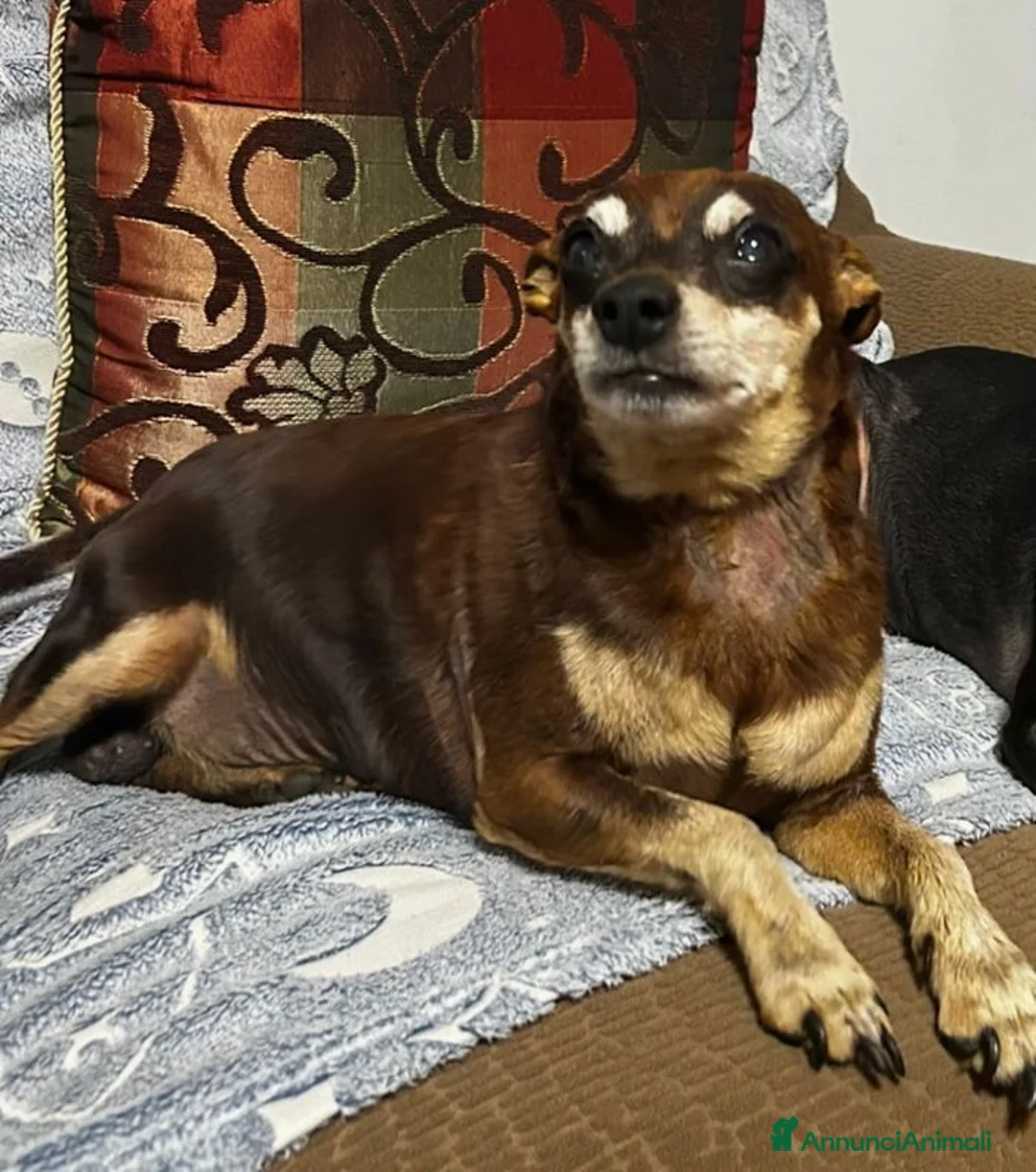 Pinscher Tedesco cani in regalo: Regalo Pincher Maschio - Annuncio 2