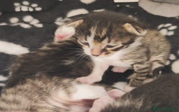 Europeo gatti in regalo: TIMIDOME DI 6MESI CERCA CASA, mi chiamo Numero Tre - Immagine 6