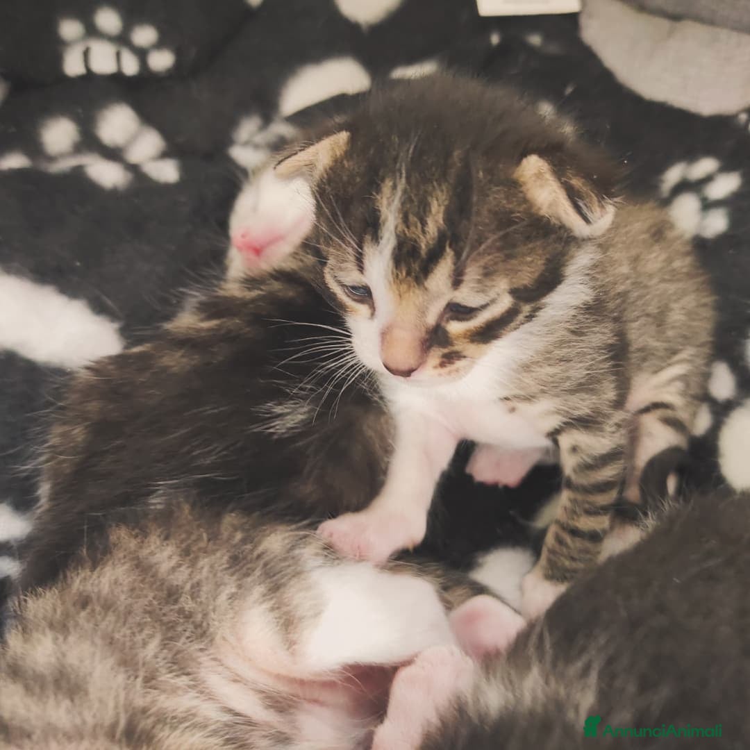 Europeo gatti in regalo: TIMIDOME DI 6MESI CERCA CASA, mi chiamo Numero Tre - Immagine 6