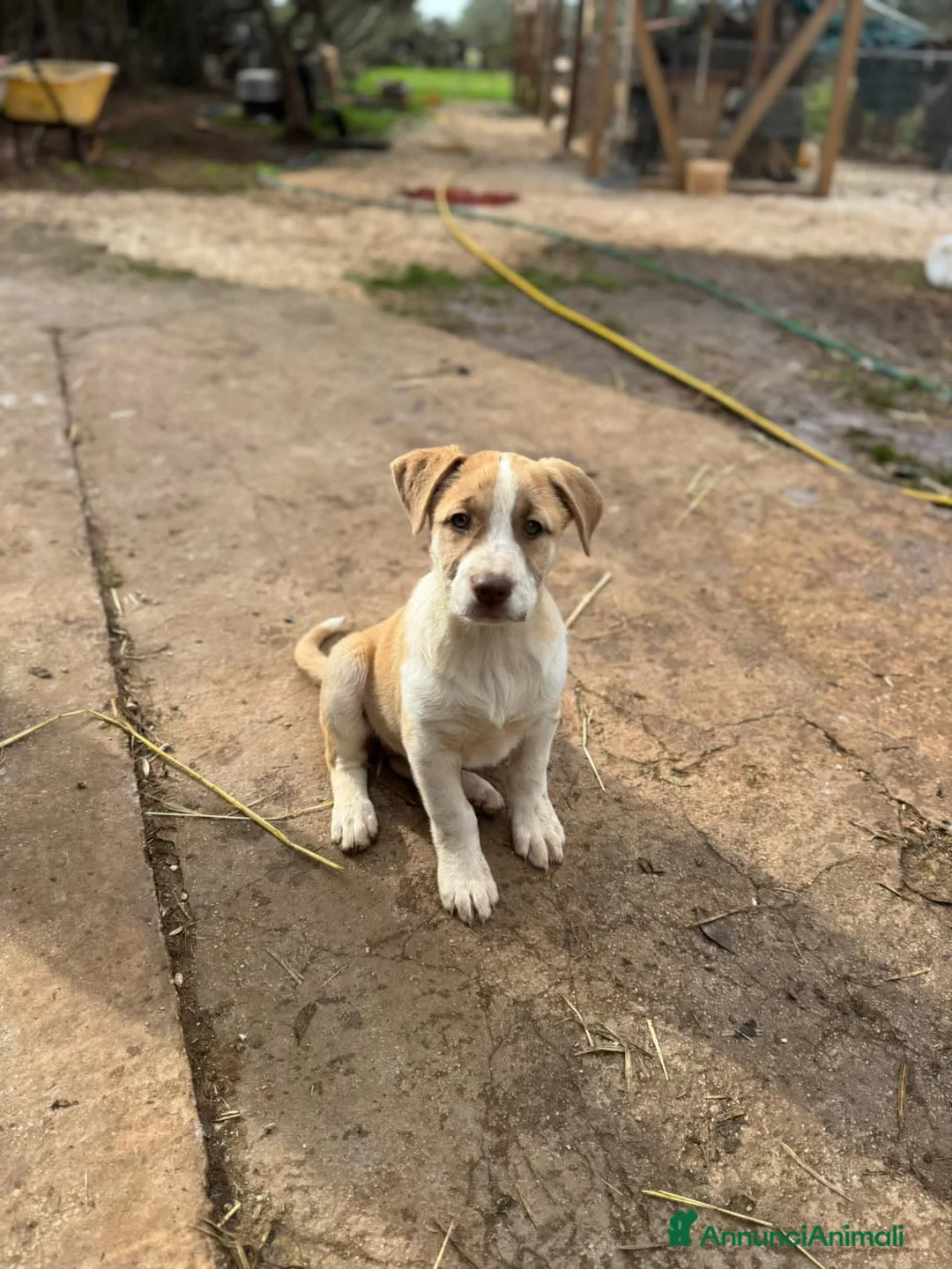 Altre razze cani in regalo: RAFFa E REGINa - Annuncio 2