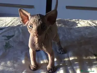 Sphynx gatti Cuccioli di canadian sphynx con pedigree - Annuncio 1