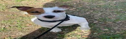 Jack Russell cani per accoppiamento: Monta a Città metropolitana di Sassari - Annuncio 3