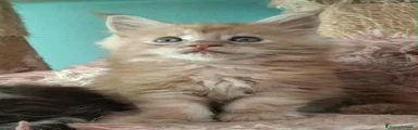 Maine Coon 1