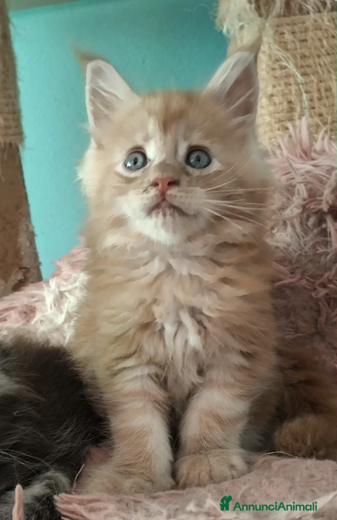 Maine Coon gatti in vendita: maine coon cuccioli  a Provincia di Vicenza - Annuncio 5