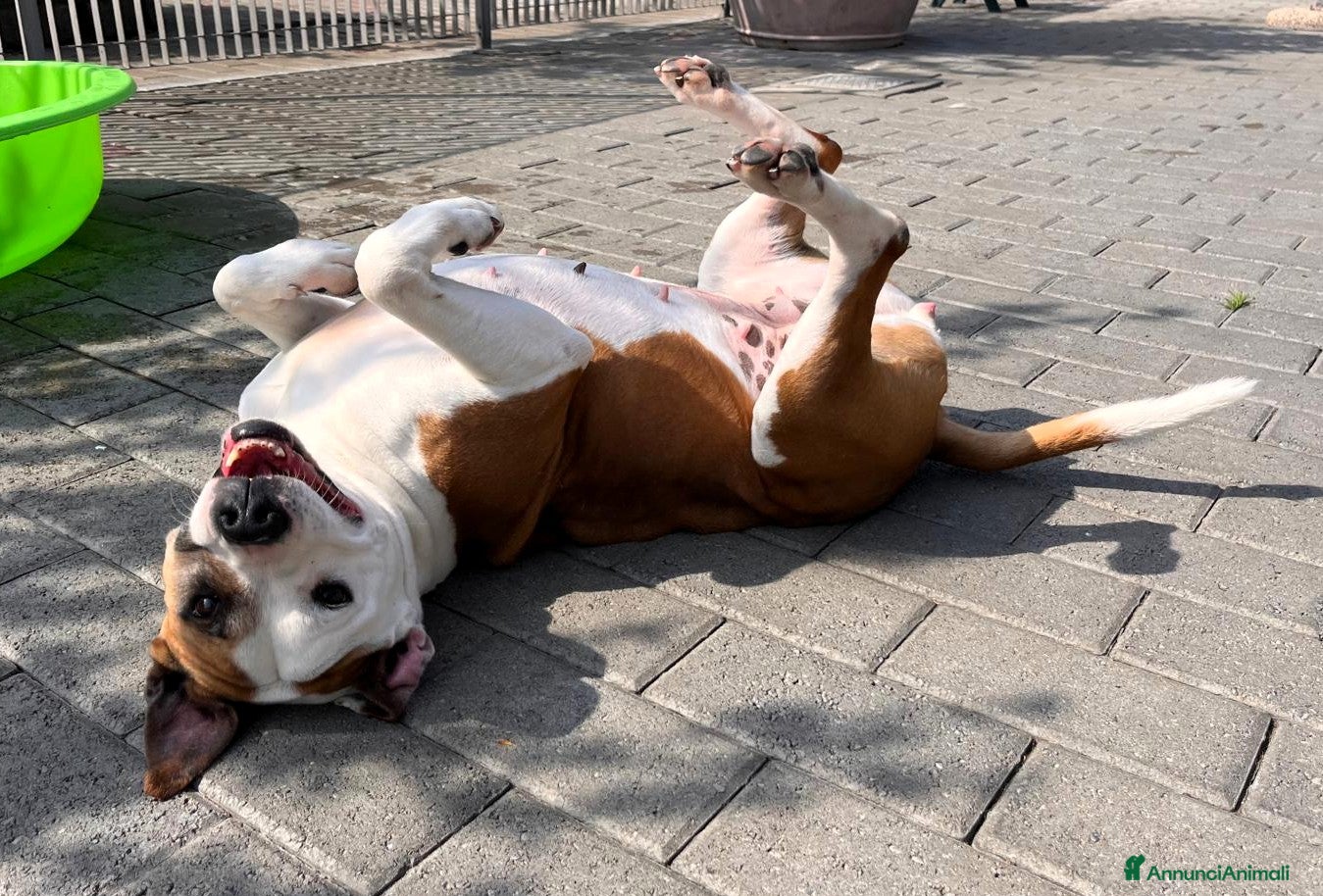 Meticcio cani in regalo: MAYA AMSTAFF - Annuncio 3