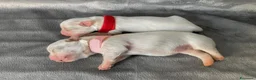Maltese cani in vendita: Cuccioli di Maltese con Pedigree ENCI  - Annuncio 12