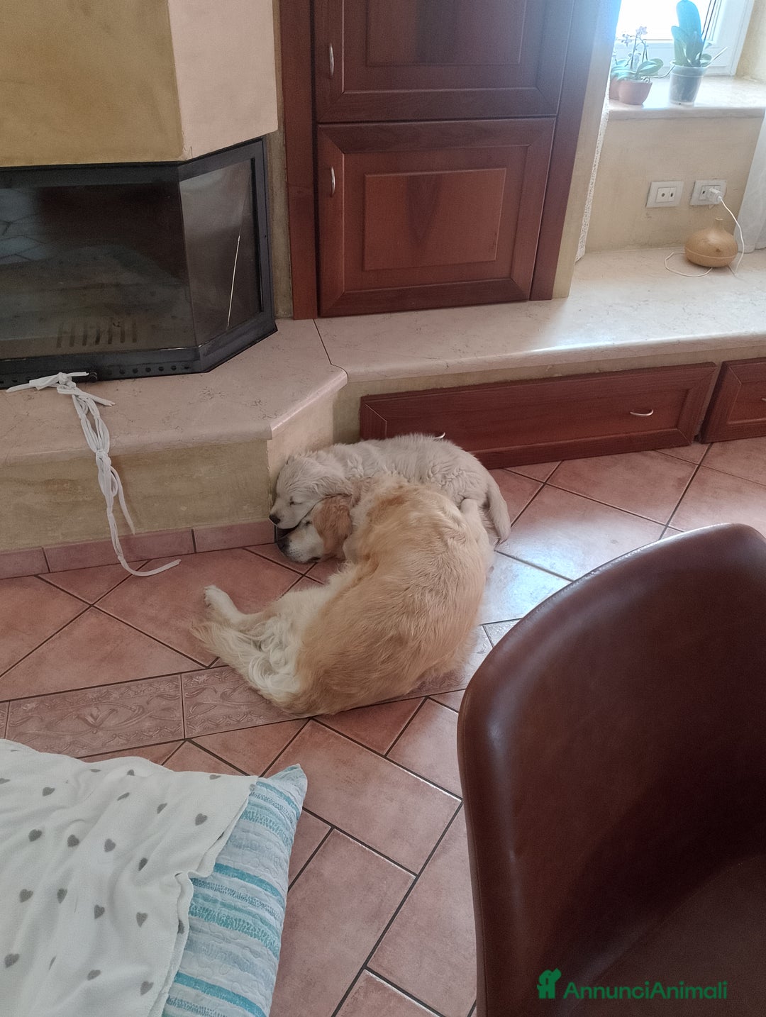 Golden Retriever cani in vendita: Cucciolo Golden Retriever Pedrigree a Provincia di Bergamo - Immagine 2