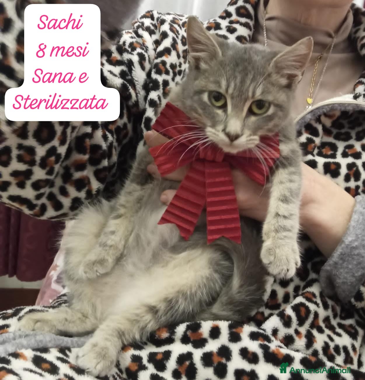 Altre razze gatti Gattini destinati alla colonia  - Annuncio 1