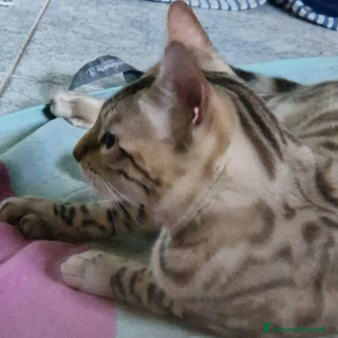 Bengala gatti per accoppiamento: Bengala maschio cerca gatta per accoppiamento a Provincia di Lodi - Annuncio 3