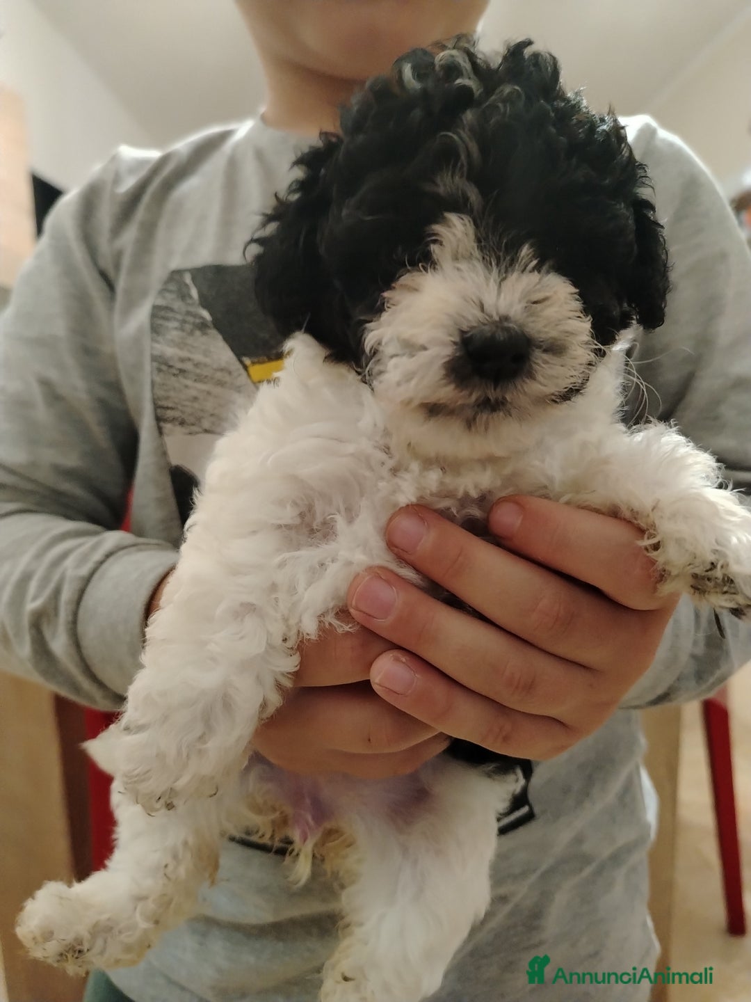 Barboncino cani in vendita: Barboncino  - Annuncio 3