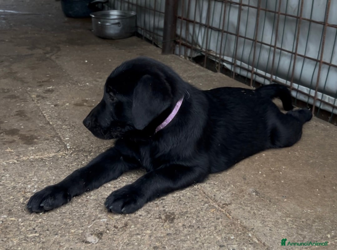 Labrador cani in vendita: Ultimi cuccioli di Labrador  a Provincia di Bergamo - Immagine 13