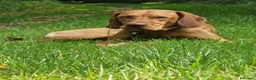 Vizsla cani per accoppiamento: Disponibile per monta: VIZSLA con pedigree ENCI a Provincia di Monza e della Brianza - Annuncio 3