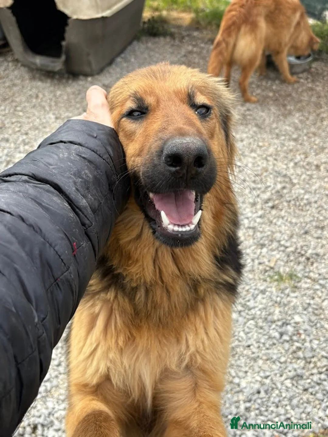 Meticcio cani in regalo: LUCE BELLISSIMA E SOCIEVOLE - Annuncio 2