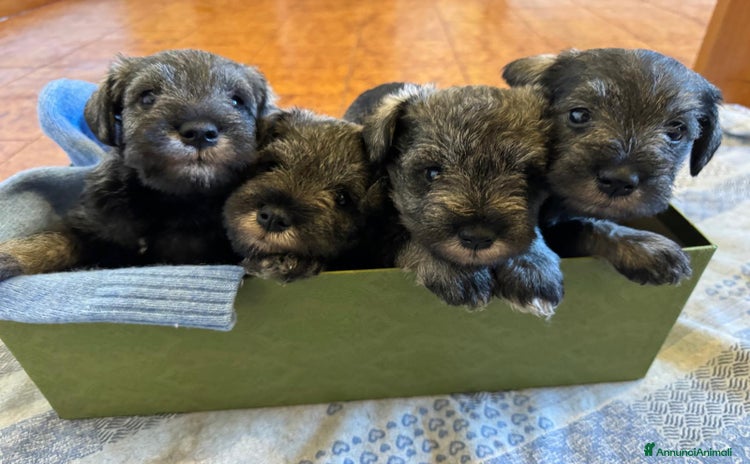 Mini Schnauzer cani - Annuncio 1