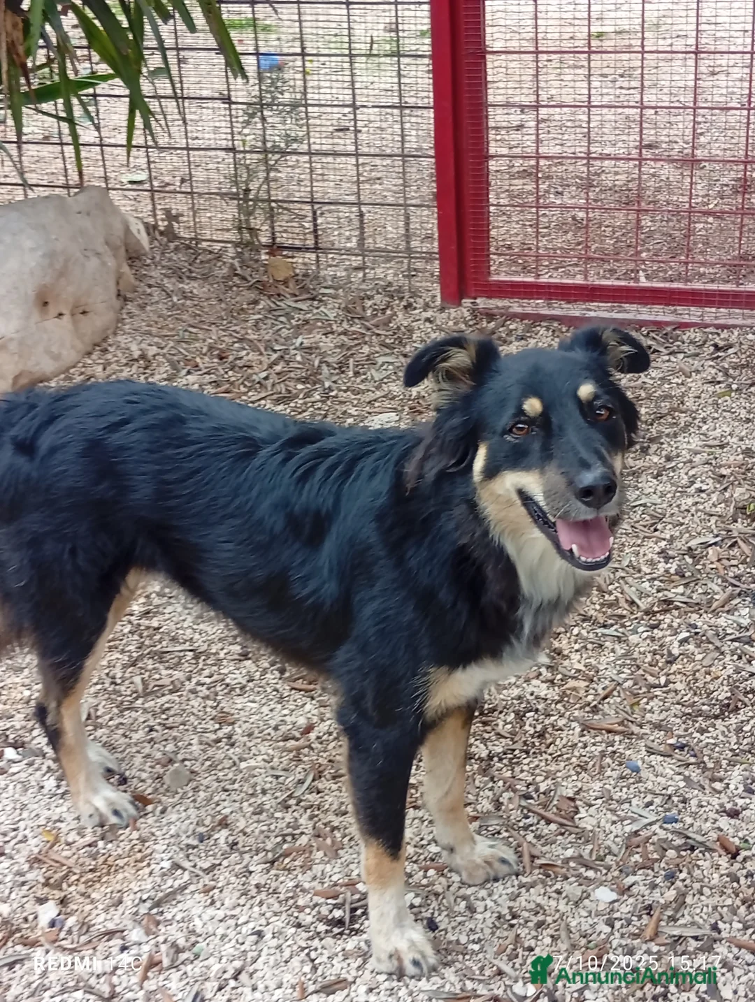 Meticcio cani in regalo: Eden 3 anni dal divano alla gabbia  - Annuncio 5