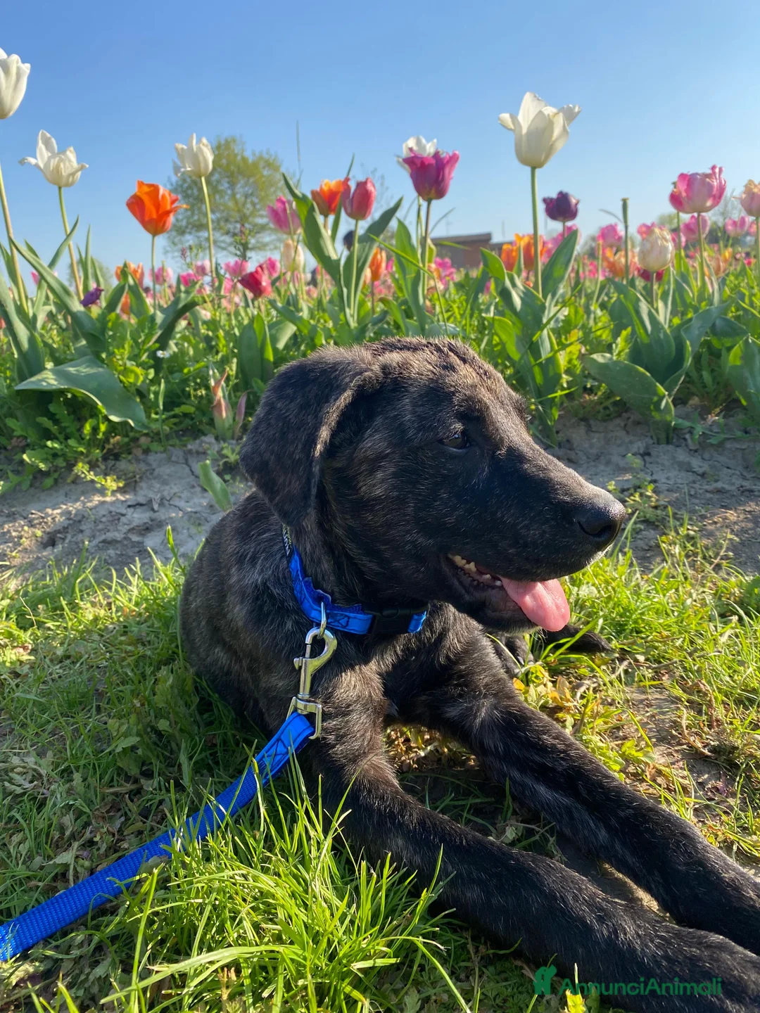Meticcio cani in regalo: Dolce cucciola cerca casa amorevole - Annuncio 6
