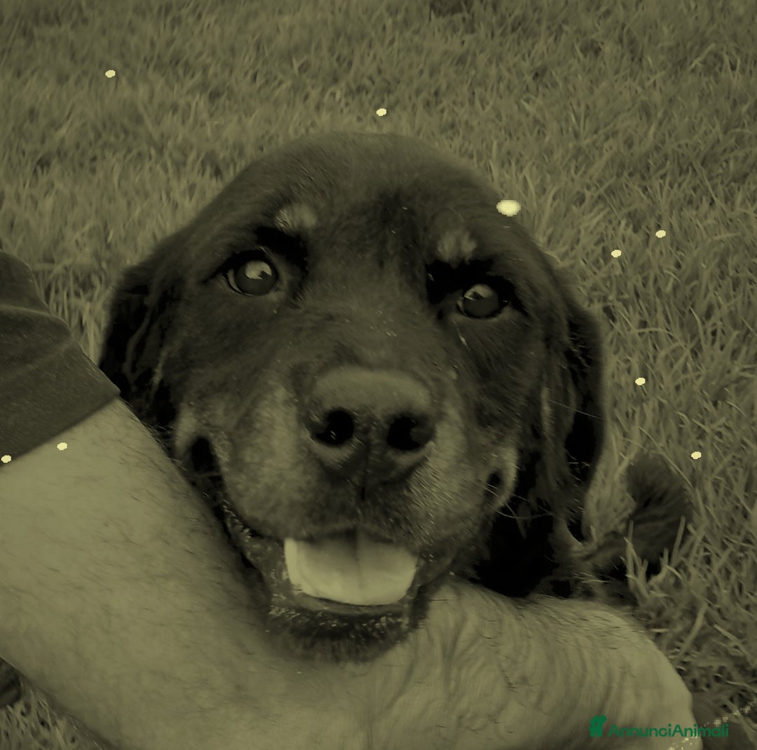 Meticcio cani in regalo: Una rott per amica, AMBETA a Provincia di Latina - Annuncio 7