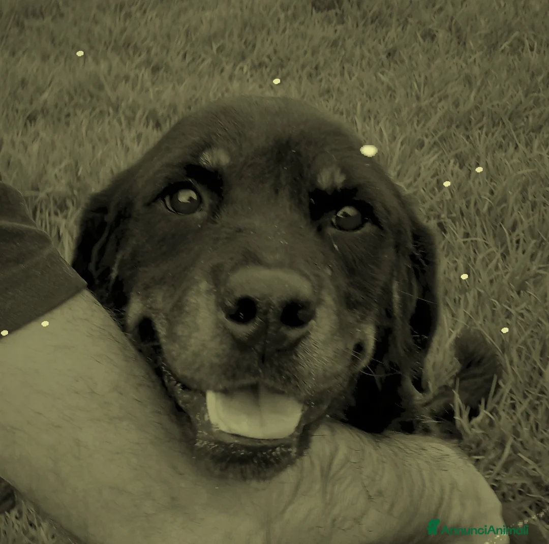 Meticcio cani in regalo: Una rott per amica, AMBETA a Provincia di Latina - Annuncio 7