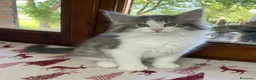 Norvegese gatti in vendita: Gattino Norvegese delle foreste blue a Provincia di Parma - Annuncio 7